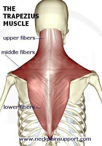 Muscle of the month: Trapezius