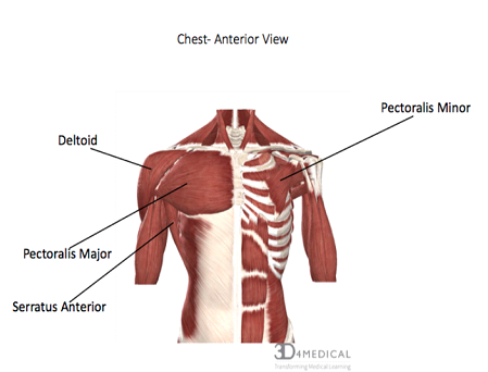 Muscle of the Month: Pectoral Muscles