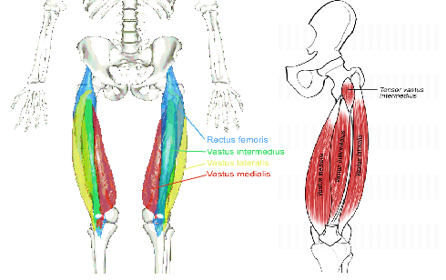 Muscle of the Month: Pectoral Muscles
